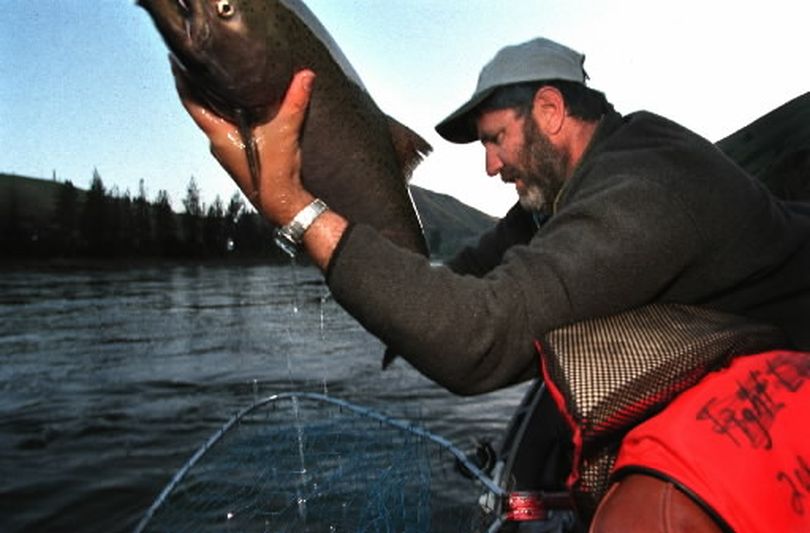 Jeff Jarrett of Orofino brings a spring chinook salmon out of the net in the Clearwater River  before sunrise during the Idaho season in 2001. (Rich Landers)