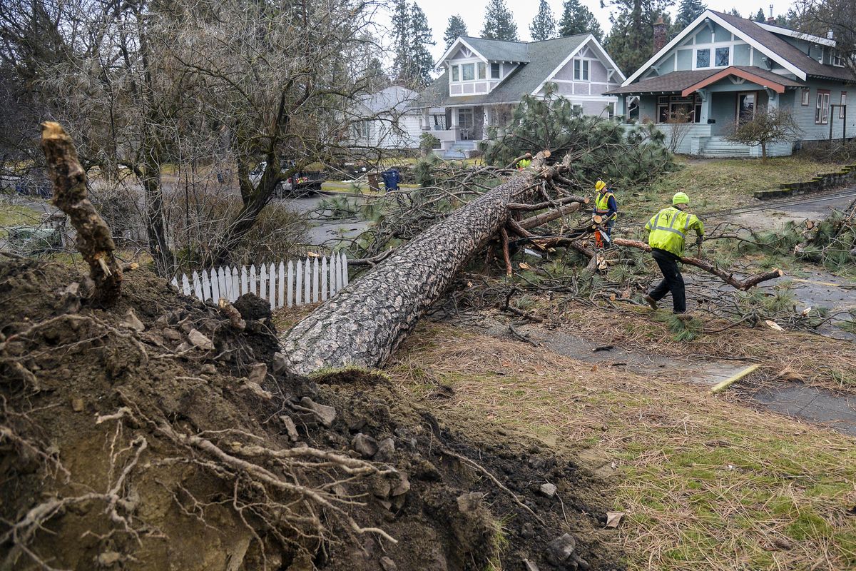 Spokane Street Department crews cut and clear away a 100-foot pine tree Tuesday morning, Jan. 30, 2018, that fell across 17th Avenue at Regal Street during Monday night’s wind storm. (Dan Pelle / The Spokesman-Review)