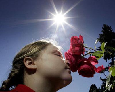 
Portland's best-known rose garden, in Washington Park, was established during World War I, when roses were shipped there from European gardens to safeguard them from wartime destruction.
 (File/ The Associated Press / The Spokesman-Review)
