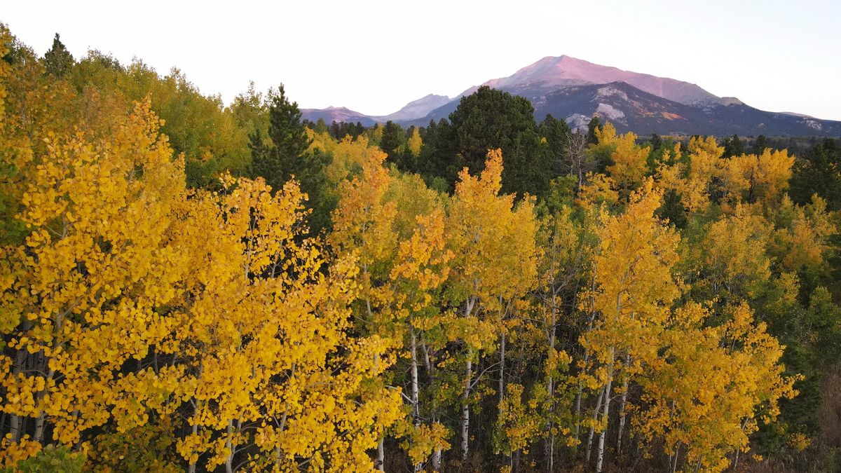 Aspens showcase their autumn color, Sunday, Sept. 26, 2021, near Estes Park, Colo. Recent leaf-peeping seasons have been disrupted by weather conditions in New England, New York and elsewhere. Arborists and ecologists say the trend is likely to continue as the planet warms.  (Brittany Peterson)