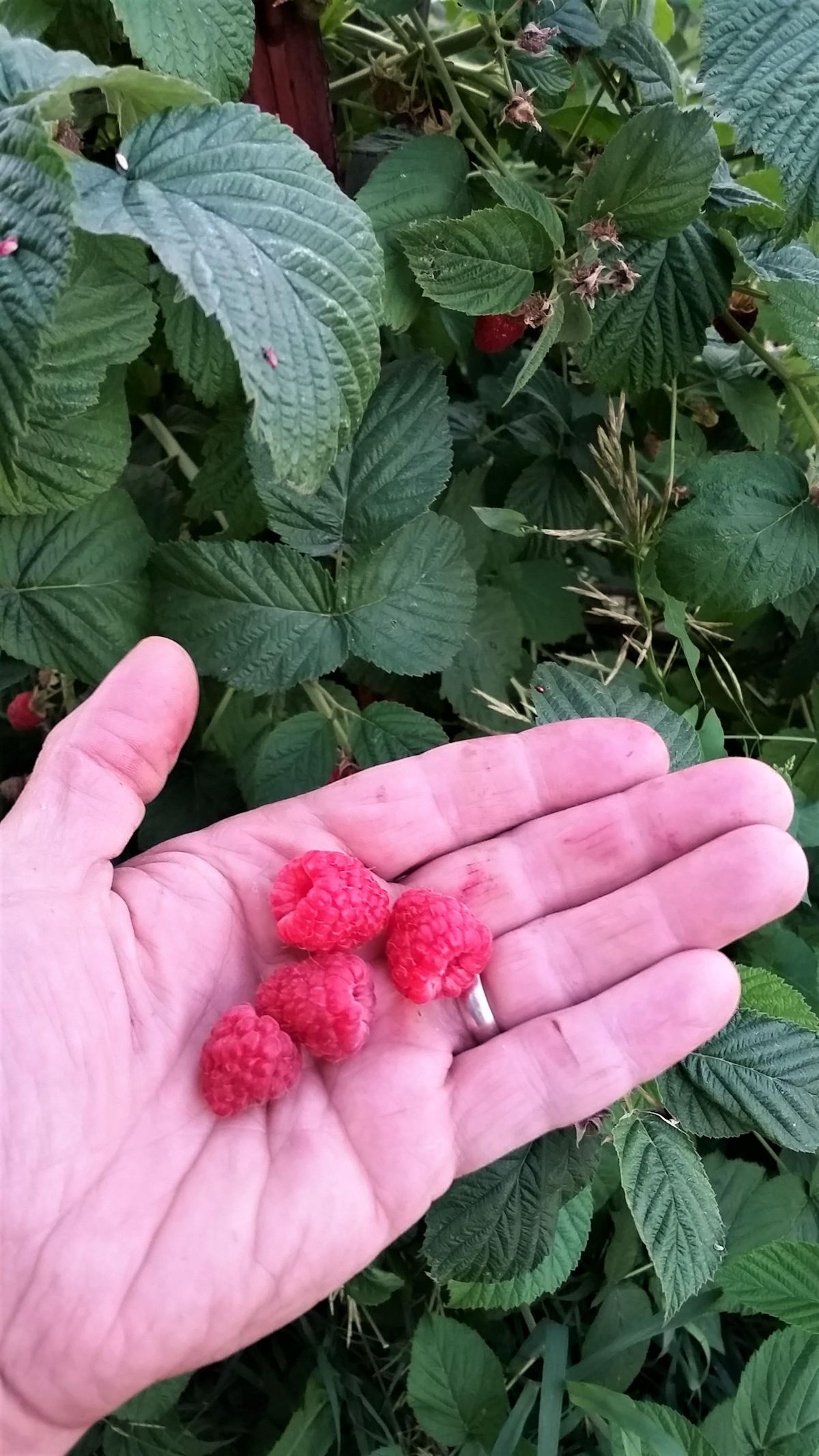 Berries in hand. (Matt Liere / Courtesy)