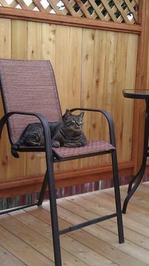 Thor the deck cat (compressed)