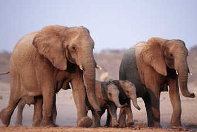 
An African elephant family in Etosha National park, Namibia, is seen in this photo provided Monday by the World Wildlife Fund. 
 (Associated Press / The Spokesman-Review)