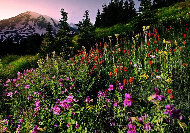 A profusion of wildflowers blooms in meadows surrounding the Paradise area at Mount Rainier National Park in Washington.  (Associated Press)