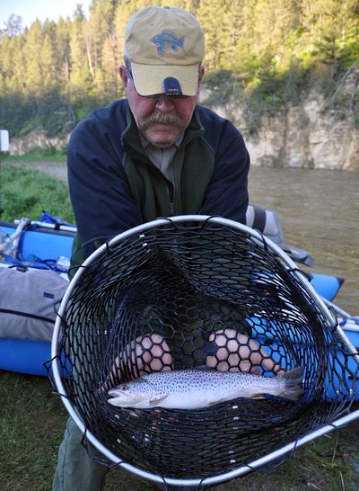 Everette Coulter holds one of the average-size brown trout his group caught during a five-day trip down the Smith River despite high, off-color conditions. (Rich Landers)