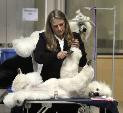 Conformist: Sarah Howatson, 48, of Tacoma, grooms 11-month-old standard poodle Cosmopolitan before participating in the conformation competition at the Spokane Kennel Club All-Breed Dog Show and Obedience Trials on Friday at the Spokane County Fair and Expo Center. Cosmo has a puppy clip, while Marco, the dog in the rear, displays a continental clip. The dogs are owned by Debra Ferguson Jones, of Renton, Wash., and Howatson is the caretaker for Cosmo. The show runs through Sunday. For more photos from the show, go to spokesman.com/picture-stories. (Dan Pelle)