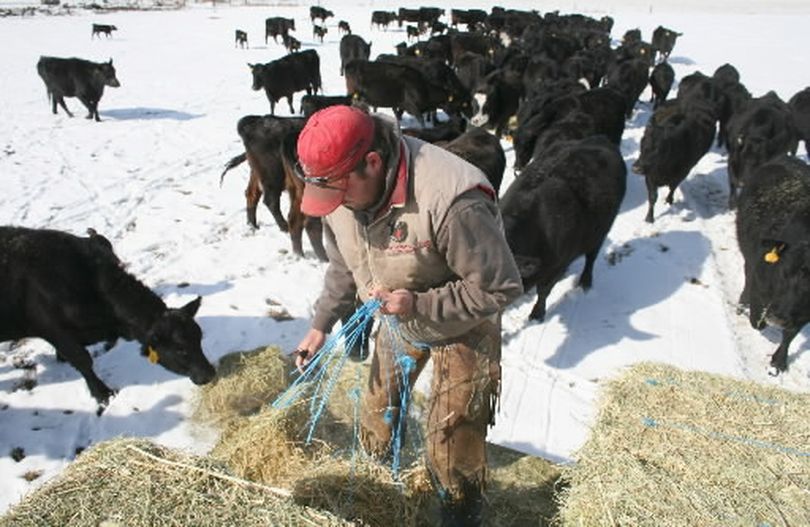 Ryan Stingley breaks off flakes of hay while feeding cattle from the back of a trailor while his father, Russ Stingley, drives the tractor on their Kittitas ranch Saturday, March 29, 2008.  (Yakima Herald-Republic)