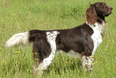 The German Long-haired Pointer Club of North America was formed in the fall of 2007.Courtesy German Long-Haired Pointer Club (Courtesy German Long-Haired Pointer Club / The Spokesman-Review)