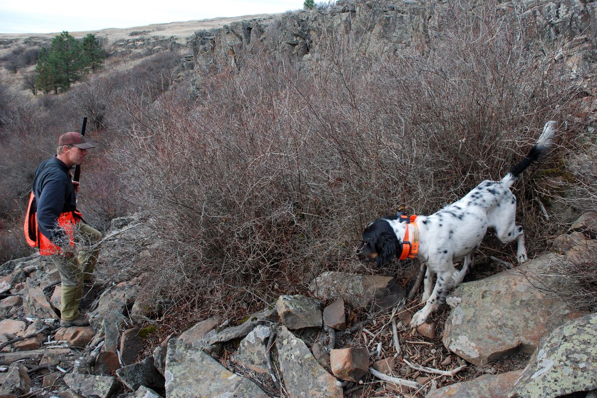 While an upland hunter may occasionally lose track of a good pointer, he can expect the search to turn up the dog holding staunchly over the target of the hunt. (The Spokesman-Review)