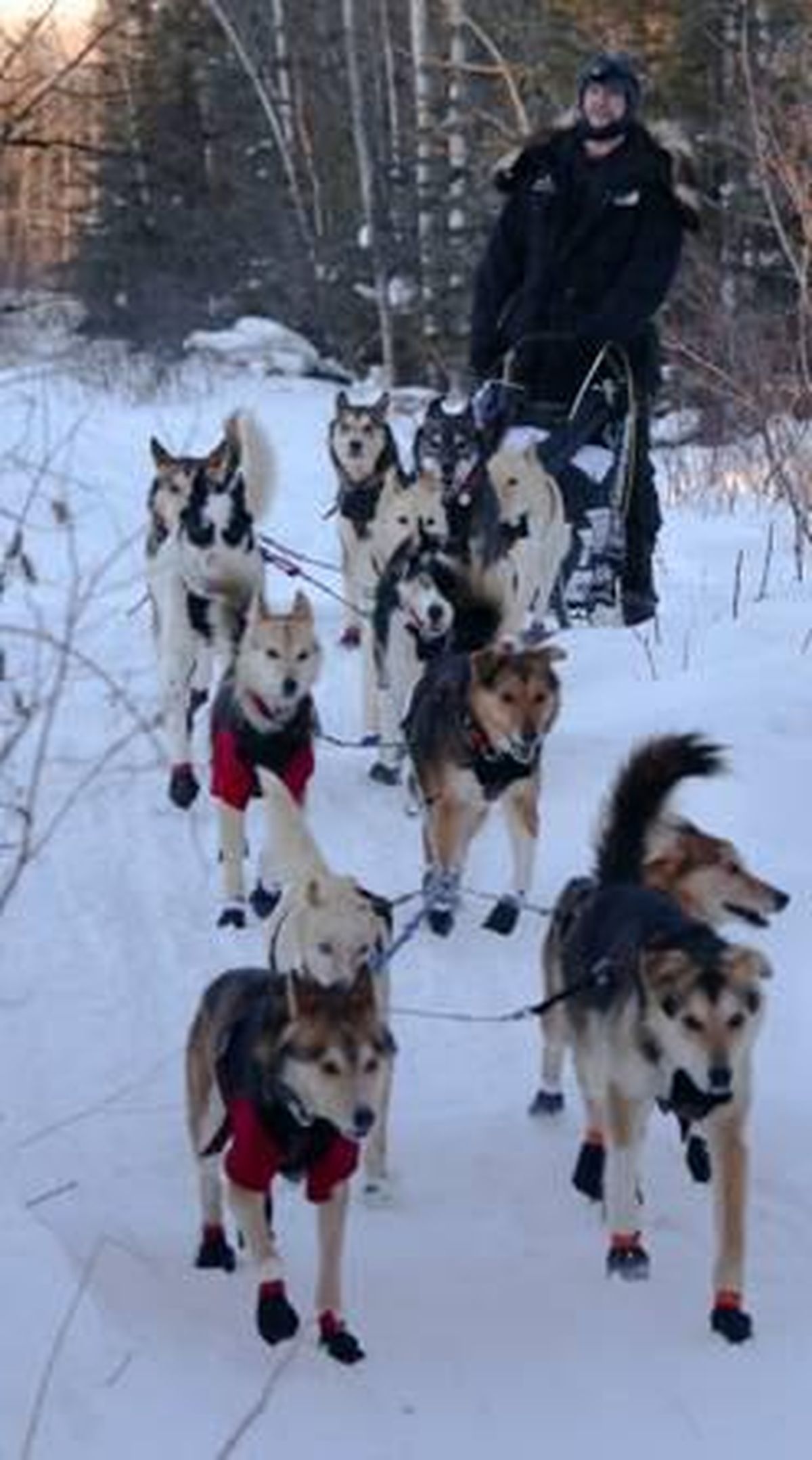 Alaskan husky sled store dog