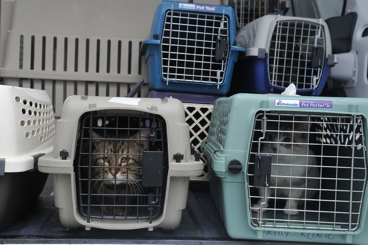 Cats look out of carriers stacked in a SpokAnimal van Wednesday outside a home in Hillyard. Dozens of animals were removed under a warrant. (Jesse Tinsley)