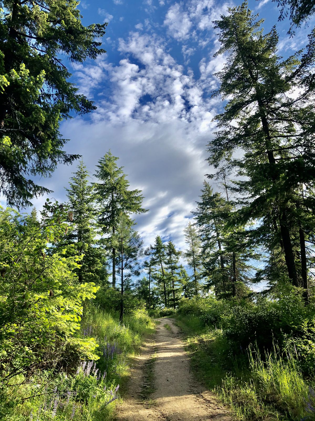 The trail at Antoine Peak Conservation Area. (Seagrin von Ranson / Special to EVERCANNABIS)