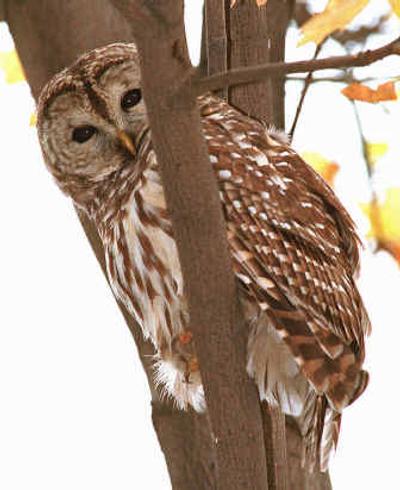 
The barred owl is one of several owl species inhabiting the Inland Northwest.
 (Associated Press / The Spokesman-Review)