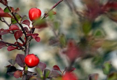 
A Cranberry Cotoneaster (Cotoneaster apiculatus) from Gibson's Nursery in the Spokane Valley. 
 (The Spokesman-Review)