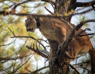 A cougar is cornered in a tree in Riverside State Park on Oct. 31.  (Michael Wright/THE SPOKESMAN-REVIEW)