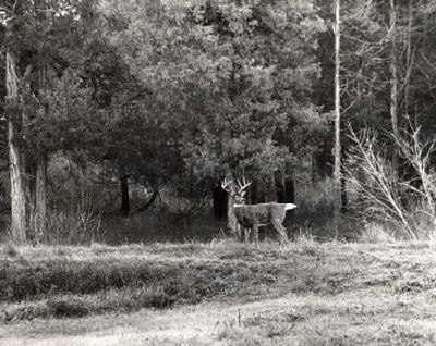 
The number of five-point-or-better whitetail bucks coming through northeastern Washington check stations has nearly doubled since disease ravaged the herds in 1999. 
 (Rich Landers / The Spokesman-Review)