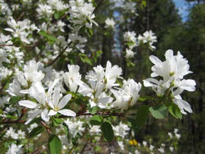 
The profuse white flowers of the serviceberry are currently lighting up wooded areas all around town. Special to 
 (SUSAN MULVIHILL Special to / The Spokesman-Review)