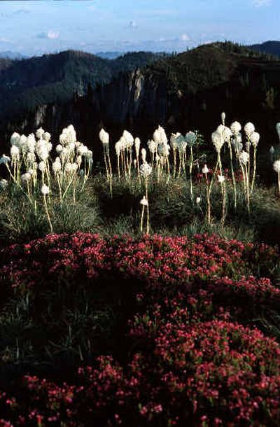 
Beargrass and heather bloom during summer in the subalpine tundra along the Stateline Trail in the proposed Great Burn Wilderness, which extends across the boundary of the Lolo and Clearwater national forests. The two forests have contrasting management policies for the area.
 (Photos by Rich Landers/ / The Spokesman-Review)