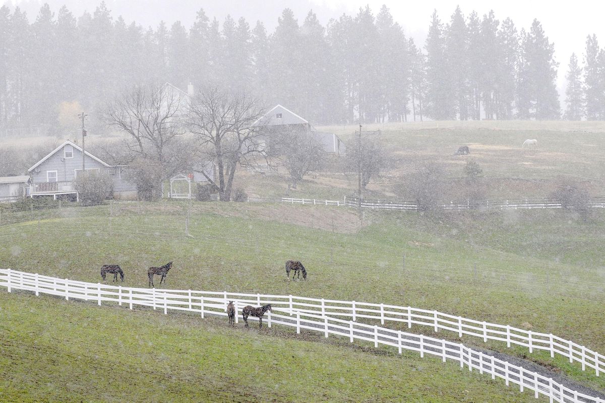 Snow squalls move across horses grazing in a field off Sharon Road south of Spokane, Wash. Monday April, 18, 2011. (Christopher Anderson / The Spokesman-Review)