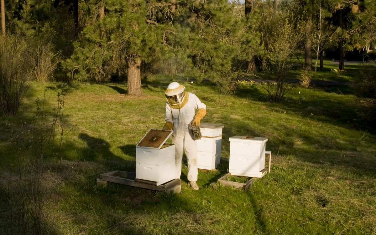Amateur beekeeper Dean Dupree tends to his honeybee hives on his property in southeast Spokane. (Colin Mulvany / The Spokesman-Review)
