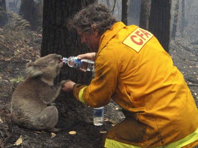 Firefighter David Tree shares his water with an injured Australian Koala at Mirboo North after wildfires swept through Australia’s Victoria state.   (Associated Press / The Spokesman-Review)