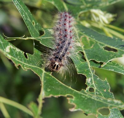 A gypsy moth caterpillar crawls along partially eaten leaves of a tree in Trenton, N.J., in 2007. The creature is now called a spongy moth, as part of the Entomological Society of America’s Better Common Names Project.  (Associated Press)