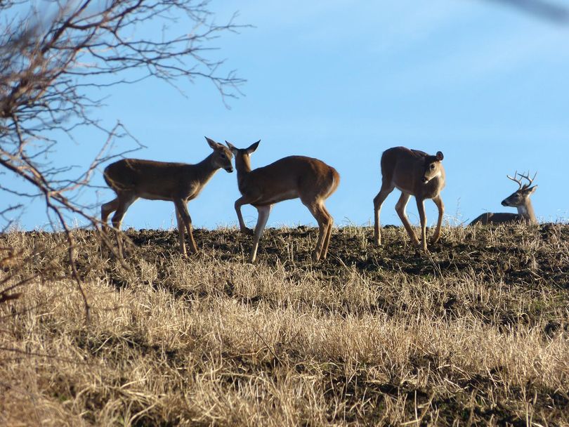 White-tailed deer relax in an Eastern Washington wheat stubble field.
 (Carl Kjellstrand)