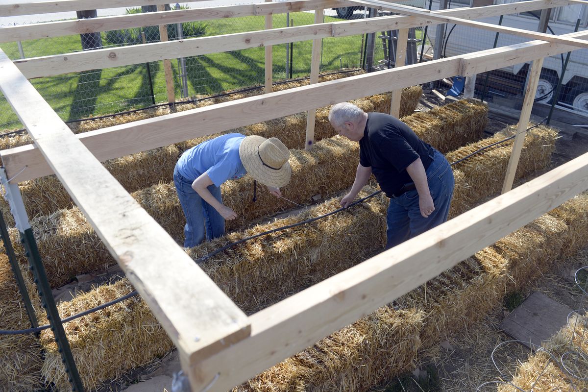 Diane and Bruce Moriarty string soaker hose around their new straw bale garden in their backyard on May 12. They’ll plant seeds and starts in the soaked and pre-fertilized straw bales. They have covered their garden with overhead supports for a trellis system that will help stabilize taller plants. (Jesse Tinsley)