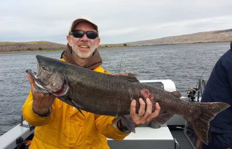 Rich Landers poses with a chinook salmon he landed in the Ringold area of the Columbia River on Sept. 26, 2013, with fishing guide Toby Wyatt of Reel Time Fishing. (Kim Bowman)