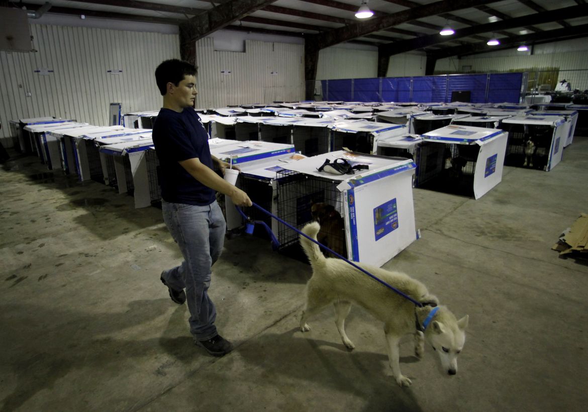 Joplin tornado animals A picture story at The SpokesmanReview