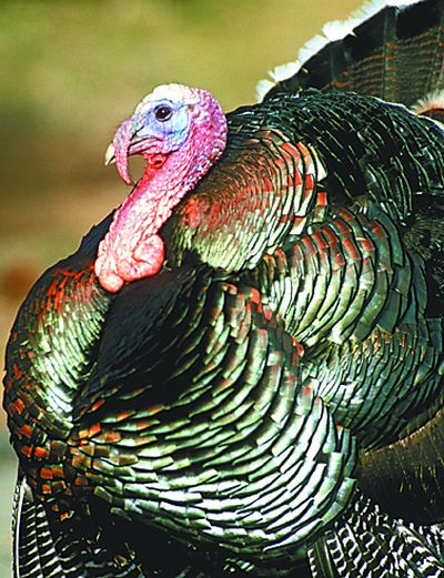 Wild turkey gobblers become fair game for hunters in April.
