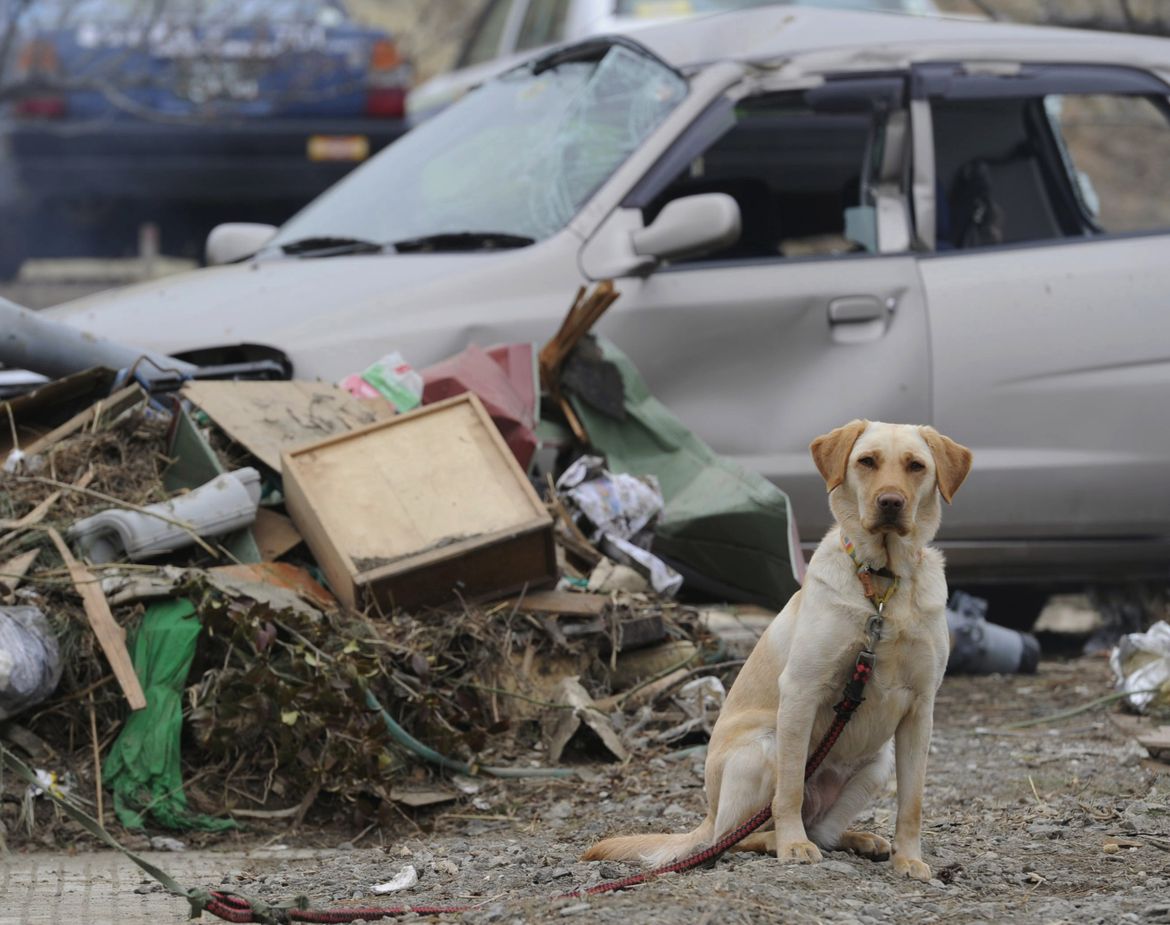 Japan's Forgotten Victims: Pets - A Picture Story At The Spokesman-review