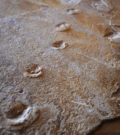 ORG XMIT: IDPOC102 Trackways are visible on one of the stones found by retired rancher Grant Loertscher that he removed from a Montpelier, Idaho quarry and has stashed in a storage facility in Montpelier to protect them on Thursday, January 15, 2009 . The rocks bear trackways that may belong to prehistoric mammals, dinosaurs, and other critters. (AP Photo/Joe Kline, Idaho State Journal) **NO SALES, NO MAGS, CREDIT MANDITORY** (Joe Kline / The Spokesman-Review)