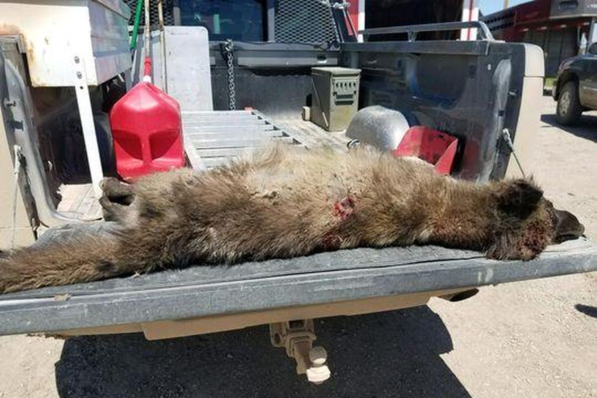 A mysterious creature was shot and killed in Montana earlier this month.
 
The wolf-like animal had a long grayish fur, a large head and extended snout. And although it looked similar to a wolf its ears were too long. A rancher near Denton, Mont. shot the strange animal on May 16, according to the Great Falls Tribune. (Montana Fish, Wildlife and Parks / Courtesy)
