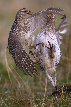 Two male sharp-tailed grouse battle for dominance on a dancing ground (lek) in Montana in the first week of May. (Jaimie Johnson)