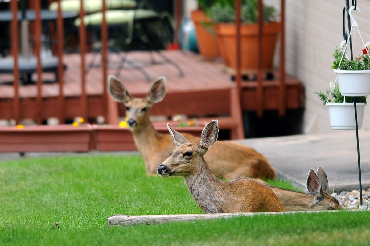 Deer rest in the backyard of an evacuated home as the Waldo Canyon Fire continues to burn Wednesday in Colorado Springs, Colo. (Associated Press)