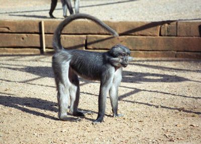 
This undated photo shows a sooty mangabey  at  Yerkes National Primate Research Center's Lawrenceville, Ga., field station. 
 (Associated Press / The Spokesman-Review)