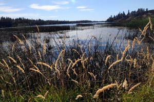 The state says Williams Lake exemplifies a Spokane County lake with its extensive shorelines and wetlands of outstanding ecological integrity.  (Rajah Bose / The Spokesman-Review)