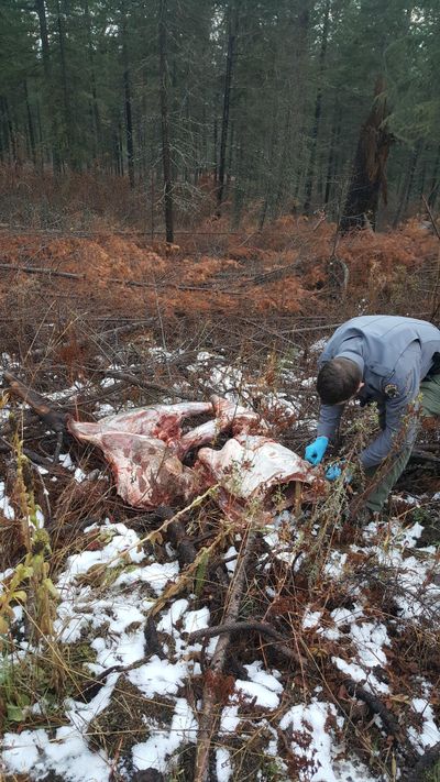 Idaho officials are looking for any information regarding an elk carcass that was quartered and thrown by the side of the road. (IDFG / Courtesy)