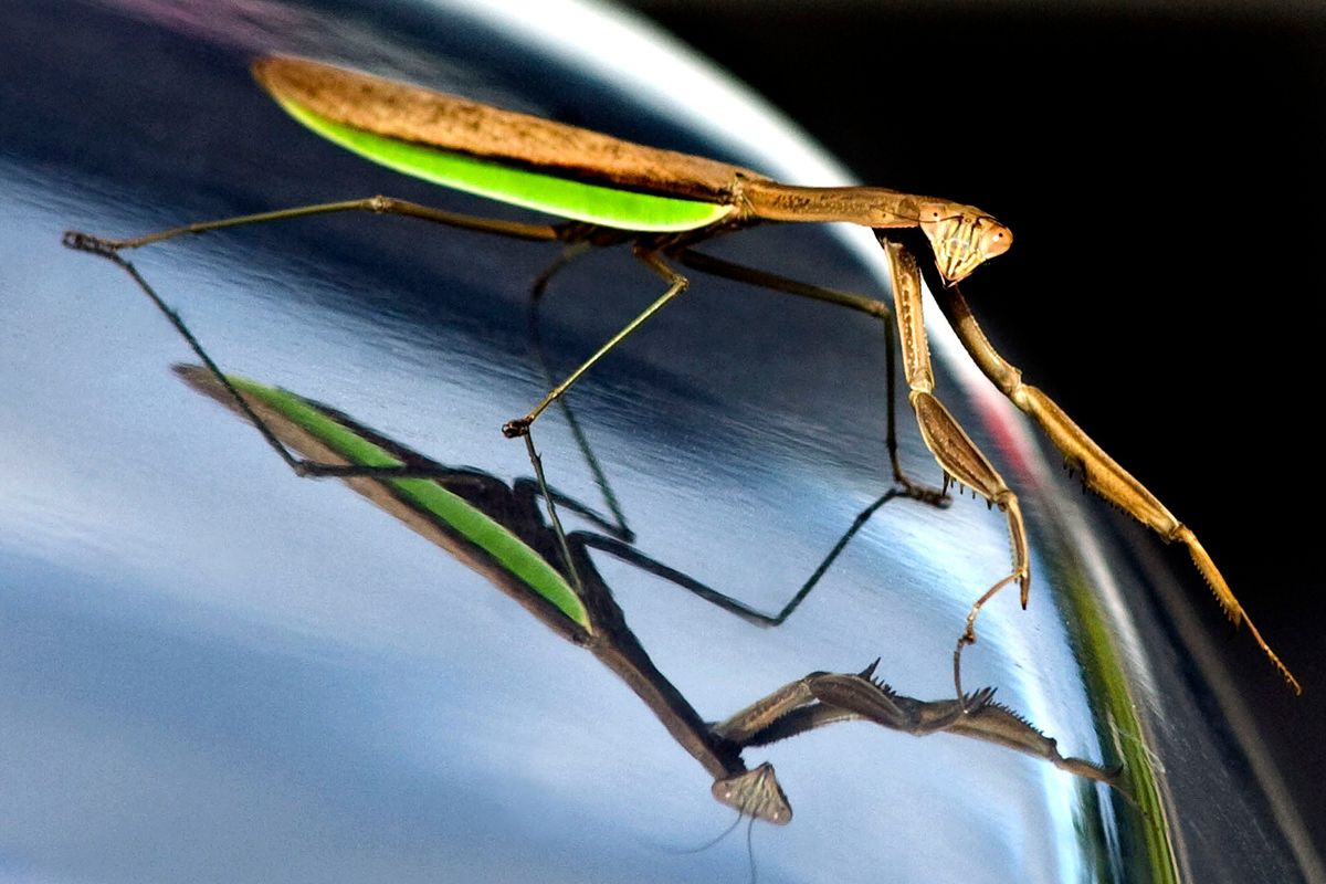 A praying mantis stand on the hood of a pickup, and it’s image is reflected in the paint in a parking lot near Bloomsburg, Pa., on Aug. 31, 2009. (Associated Press)