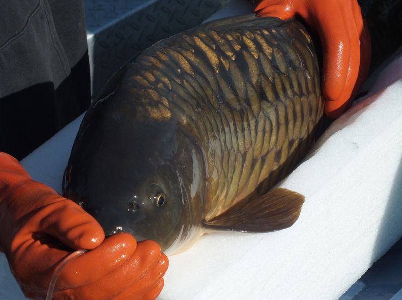 A transmitter is implanted in a carp caught and released in Long Lake last spring for a fisheries study by Avista.