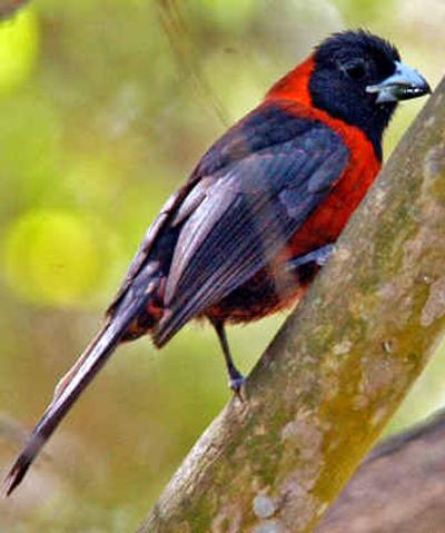 
A male crimson-collared grosbeak waits for spring.
 (Associated Press / The Spokesman-Review)