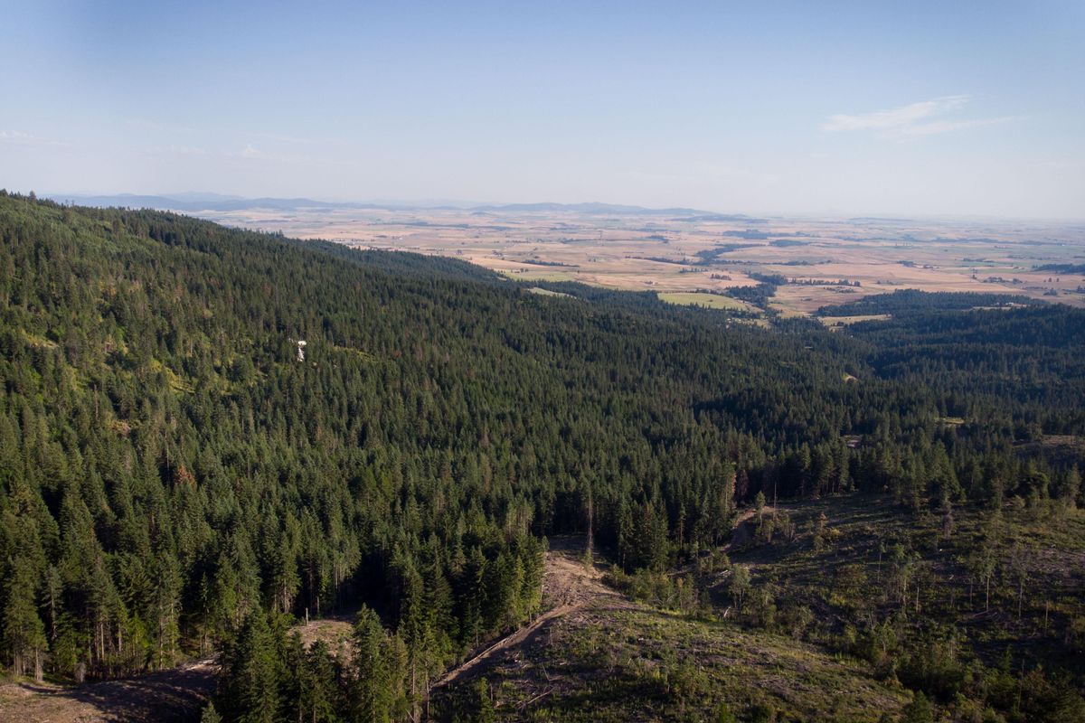 The 1,795-acre Mica Peak Conservation Area will see limited hunting this fall in an effort to control deer and turkey numbers. In this July 22, 2019 photo the Palouse is seen from near the summit of Mica Peak. (Eli Francovich / The Spokesman-Review)