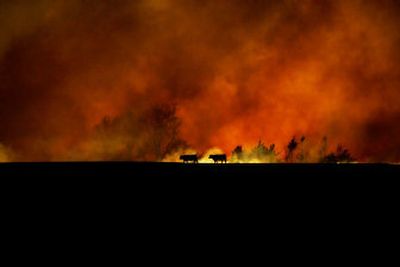 
Cattle run from a grass fire in Guthrie, Okla. Dry and windy conditions were perfect for fires that have plagued Texas and Oklahoma in the past week.
 (Associated Press / The Spokesman-Review)