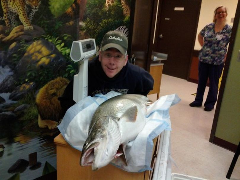 Phil Colyar poses with his state record mackinaw as it's weighed on the certified baby scale at the Lake Chelan Community Hospital on Feb. 4, 2013. (Courtesy photo)