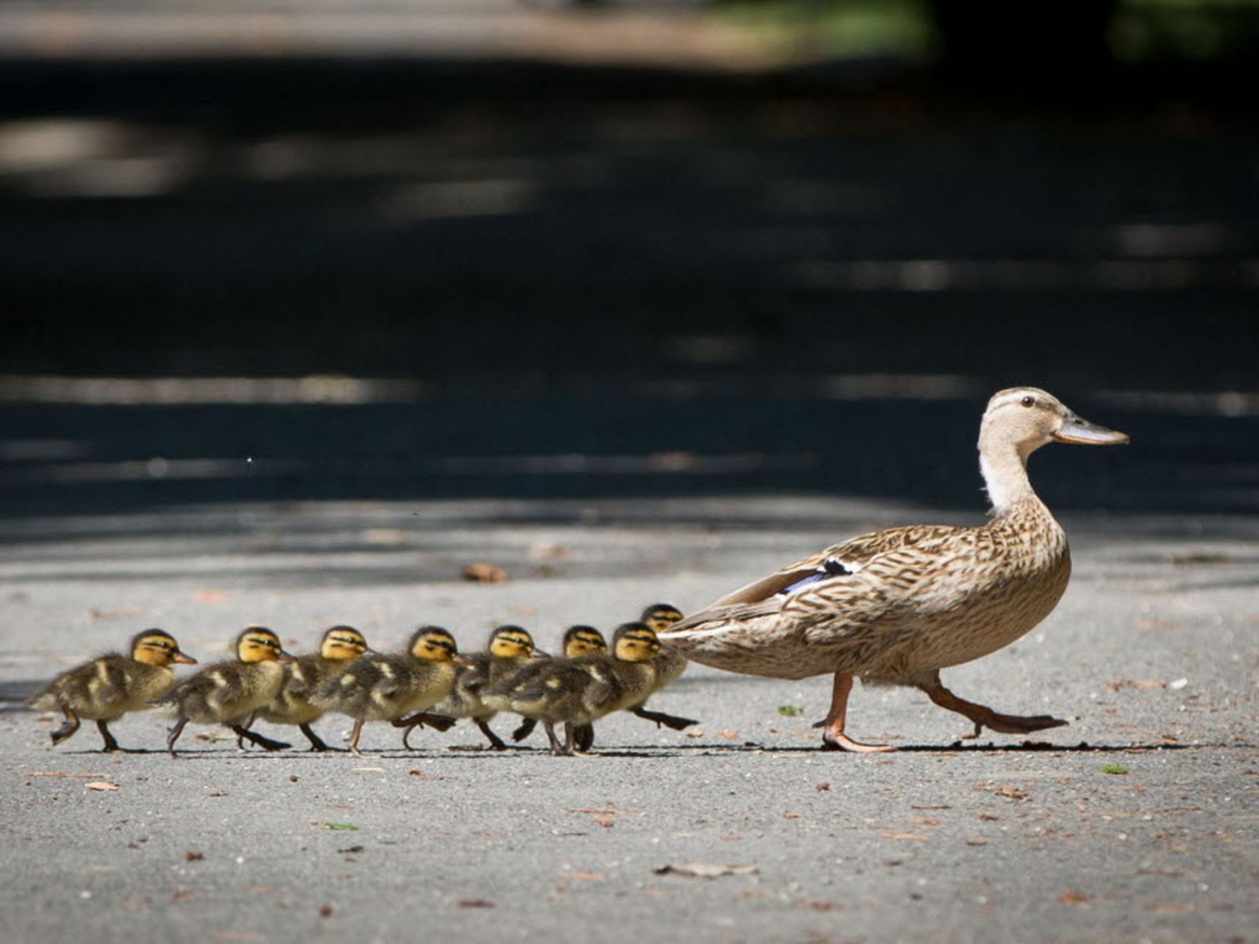 ducks.JPG