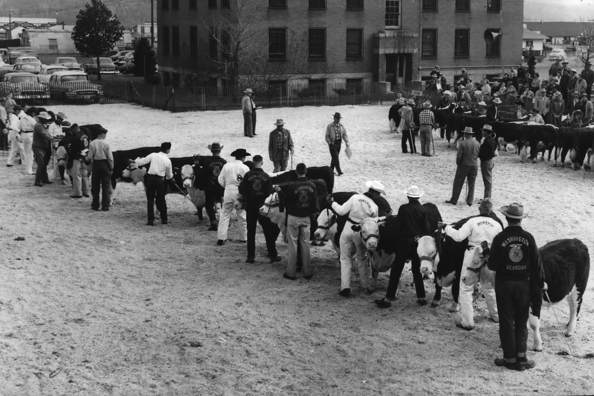 1956: Young participants from the Future Farmers of America gather to show their steers at the 1956 Spokane Junior Livestock Show at the Old Union Stockyards offices at 3810 E. Boone Ave. in East Spokane. The Junior Livestock Show, started in 1936, recognizes the top beef cattle, pigs, sheep and goats from members of the Future Farmers of America and 4-H Clubs.  (Spokesman-Review photo archives)