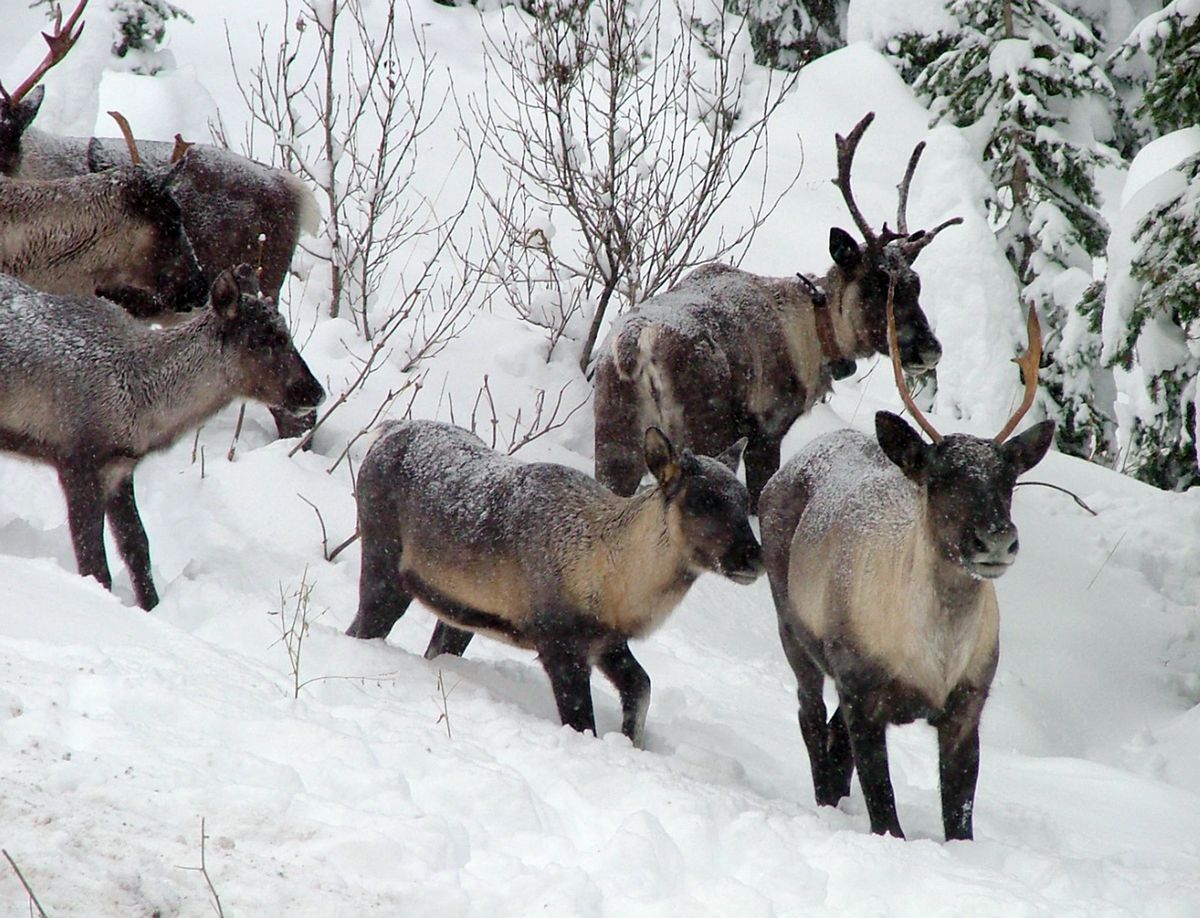 This 2005 photo  shows part of the southern Selkirk caribou herd moving north through the Selkirk Mountains about three miles north of the Washington border.  (File Associated Press / The Spokesman-Review)
