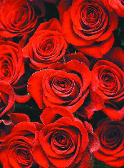 
Patience always pays off when a rose garden blooms.
 (The Spokesman-Review)