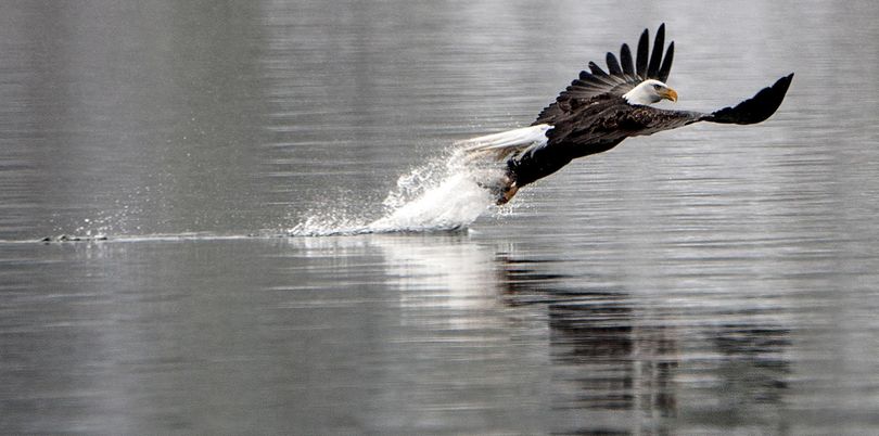 A bald eagle pulls a fish out of Lake Coeur d’Alene at Higgens Point in Coeur d’Alene on Monday, Dec.  28, 2015. The lake is perfect place for eagles to feast on spawned-out kokanee salmon. (Kathy Plonka / The Spokesman-Review)